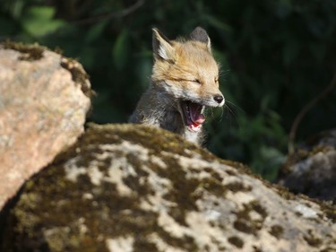 A fox cub yawns while sitting on a pile of boulders, under which is his burrow, in the forest near the village of Rabtsy, Belarus, June 3, 2016.