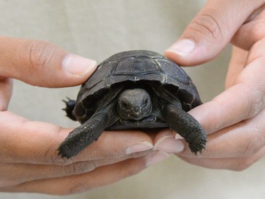 A one-month-old Galapagos tortoise is held by a zookeeper at the Gladys Porter Zoo in Brownsville, Texas, June 21, 2016.