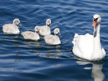 A swan mother and her babies swim on Lake Geneva at the promenade in Evian, France, June 10, 2016.