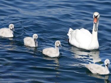 A swan mother and her babies swim on Lake Geneva at the promenade in Evian, France, June 10, 2016.