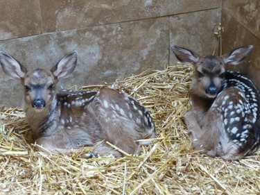 Baby deer are shown at a wildfire sanctuary in Smithers, B.C. in a handout photo released June 11, 2016.