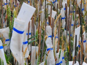 Hybrid spring wheat varieties under development at Bayer CropScience Inc.'s new $24 million wheat breeding station near Pike Lake could make crops better for Saskatchewan farmers, the company says.