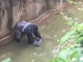 Screengrab from video shows 17-year-old gorilla Harambe standing over a four year old boy, after the child climbed through a public barrier at Gorilla World in the Cincinnati Zoo and fell into the exhibit's moat. Harambe, a critically endangered gorilla, was shot dead by zoo officials. Screengrab from YouTube video.