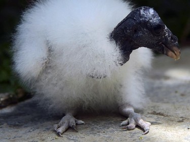 A king vulture chick — born after its egg was artificially incubated for 58 days — is seen at Santa Fe Zoo in Medellin, Antioquia department, Colombia on June 17, 2016.