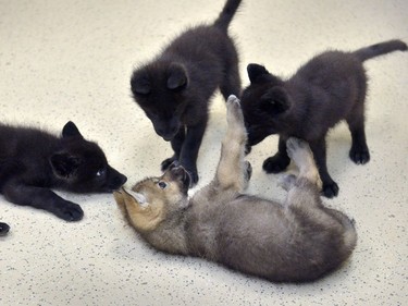 Four five-week-old wolf pups play at Oatland Island Wildlife Centre in Savannah, Georgia in between naps, May 31, 2016.