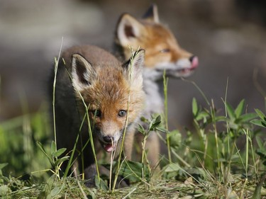 Fox cubs play near their burrow in the forest near the village of Rabtsy, Belarus, June 3, 2016.