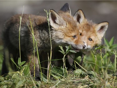 Fox cubs play near their burrow in the forest near the village of Rabtsy, Belarus, June 3, 2016.