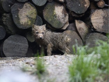 One of six arctic white wolf cubs is pictured on June 2, 2016 at the zoological park of Amneville, France, after weighing, embedding of a computer chip, deworming and auscultation.