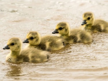 Goslings swim through the floods of the river Rhine near Hattenheim, Germany, May 31, 2016.