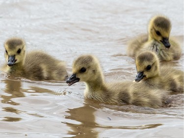 Goslings swim through the floods of the river Rhine near Hattenheim, Germany, May 31, 2016.