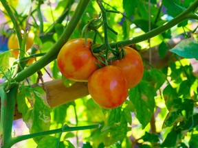 Green Tomatoes.