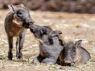 Newly born baby warthogs appear at the Oakland Zoo in Oakland, California, June 6, 2016.