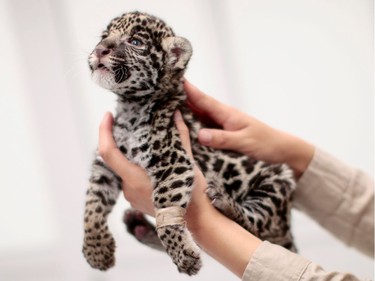 A three-week-old jaguar cub is held at the Reino Animal Zoo in Teotihuacan, Mexico, June 16, 2016.