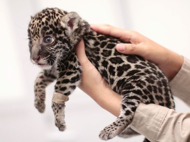 A three-week-old jaguar cub is held at the Reino Animal Zoo in Teotihuacan, Mexico, June 16, 2016.