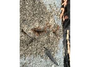 Ants have excavated a home for themselves beneath Erl Svendson's paving stone brick edge next to his lawn.