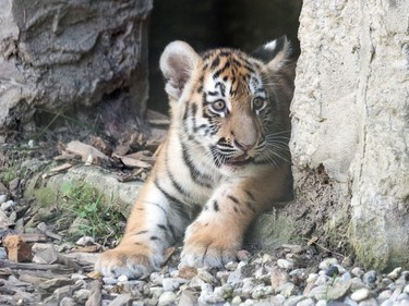 One of two three-mont-old Siberian tiger cubs lies in their compound in Straubing, Germany, June 28, 2016.