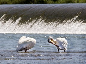 Three pelicans have the itch but with their long beaks are able to reach it, at the weir,  June 20, 2016.