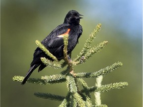 A red-winged blackbird was singing its song to the golfers at the Willows Golf Club for the first day of summer, June 20, 2016.