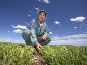 John Germs in one of his lentil fields near Saskatoon. Germs is one of about 17,000 pulse crop producers in the province.