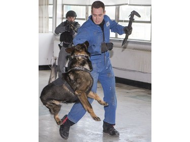 Members of the Saskatoon Police Service’s Tactical Support Unit enact a takedown during a media presentation on June 28, 2016. Police say the TSU is responding to an increasing number of high-risk and violent incidents.