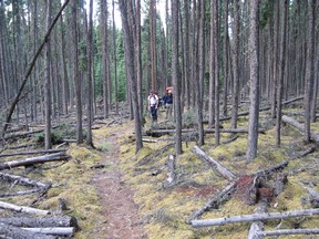 Trail to Grey Owl's cabin in Prince Albert National Park.