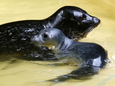 A five-day-old baby seal swins in the water next to its mother Babsi at the zoo in Duisburg, Germany, June 28, 2016.