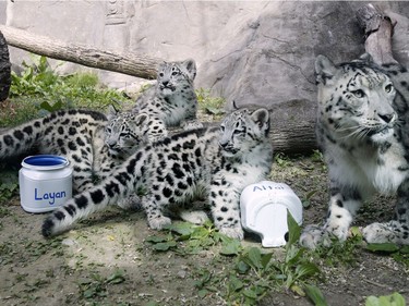 The three snow leopard cubs with their mother Shanti (R) choose their names in their enclosure at the Akron Zoo, June 2, 2016, in Akron, Ohio.