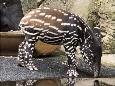 The young two-week-old male Malayan tapir reflects in the water in the zoo in Leipzig, Germany, June 15, 2016.