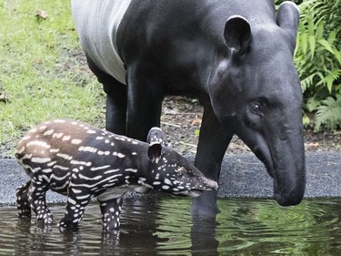 The young, two-week-old male Malayan tapir stands besides his mother Laila in the zoo in Leipzig, Germany, June 15, 2016.