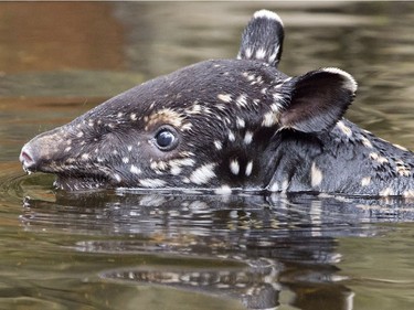 The young two-week-old male Malayan tapir swims in the enclosure  in the zoo in Leipzig, Germany, June 15, 2016.