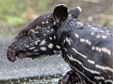 The young two-week-old male Malayan tapir takes a bath in the zoo in Leipzig, Germany, June 15, 2016.