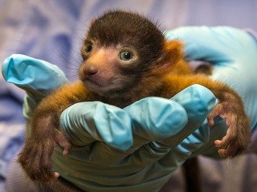 A male red ruffed lemur that was born on May 18 is seen at the San Diego Zoo's behind-the-scenes Primate Propagation Centre on May 27, 2016.