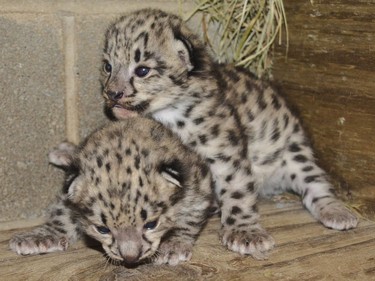 Two two-week-old endangered snow leopard cubs are seen at the Metro Richmond Zoo, in Richmond, Virginia, June 9, 2016.