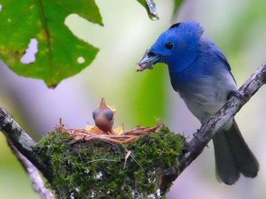 A male black-naped Monarch feeds his babies at a nest in a park in Taipei, Taiwan. June 13, 2016.