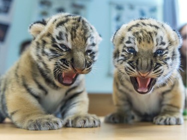 Two two-week-old Siberian tiger cubs snarl on an examination table during a routine medical check in Veszprem Zoo in Veszprem, Hungary, June 15, 2016.