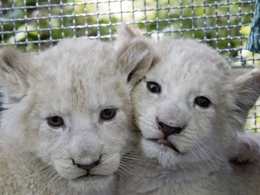 Two white lion cubs, born April 26, are presented during a press event at the zoo in Magdeburg, Germany, June 8, 2016.
