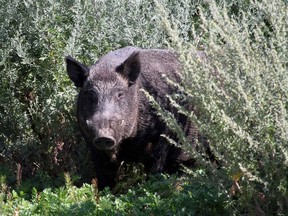 A wild boar is shown in a handout photo.