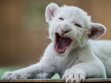 Four-week-old female white lion cub Zahra rests in her enclosure in Magan Zoo, a privately owned animal park in Felsolajos, Hungary, June 30, 2016.