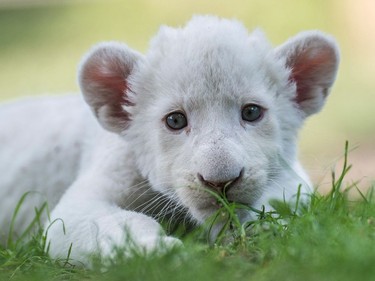 Four-week-old female white lion cub Zahra rests in her enclosure in Magan Zoo, a privately owned animal park in Felsolajos, Hungary, June 30, 2016.