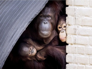 An orangutan holds her one-month-old baby at the Ouwhands Zoo in Rhenen, the Netherlands, June 8, 2016.