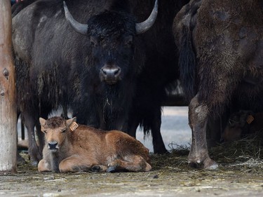 A newborn American bison is pictured on June 2, 2016 at the zoological park of Amneville, France.