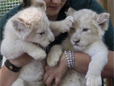 Zookeeper Julia Forst presents two white lion cubs, born April 26, during a press event at the zoo in Magdeburg, Germany, June 8, 2016.