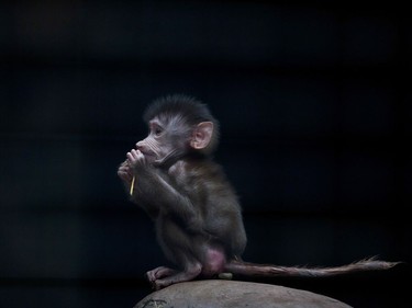 A baby monkey sits inside a cage at the former Buenos Aires Zoo in Argentina, July 1, 2016.