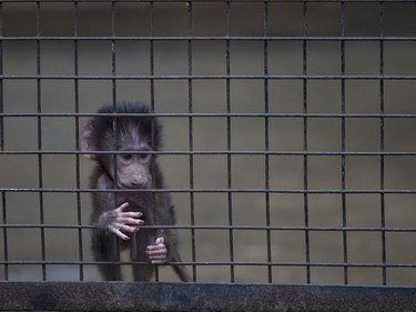 A baby monkey stands inside a cage at the former Buenos Aires Zoo in Argentina, July 1, 2016.