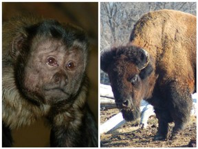 Tarzan Junior, a 31-year-old capuchin monkey, and Ruben, a 21-year-old bison, passed away at the Saskatoon Forestry Farm and Zoo this month.