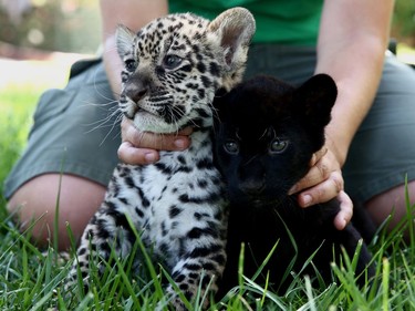 Andrea Czerny, employee of the Attica Zoological Park, holds five-week-old baby jaguars Lucky (L) and Jucky inside the park in Spata, Greece, July 16, 2016.