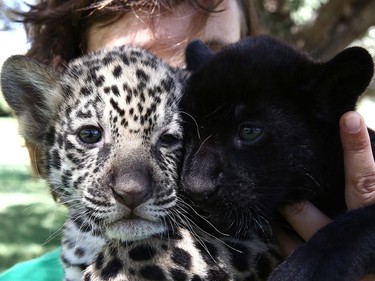 Andrea Czerny, employee of the Attica Zoological Park, holds five-week-old baby jaguars Lucky (L) and Jucky inside the park in Spata, Greece, July 16, 2016.