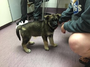 Asha, a German Shepherd puppy violently thrown by a man earlier this week, is recovering at the Pembina Veterinary Hospital in Winnipeg on July 28, 2016. An 18-year-old man has been arrested in connection with the case, which came to light when video of the assault was posted to Facebook. (MANITOBA UNDERDOG RESCUE PHOTO)