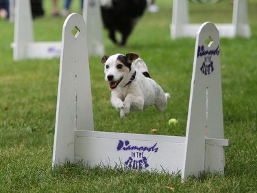 Phoenix demonstrates flyball at Pets in the Park in Kiwanis Park north in Saskatoon, July 10, 2016.