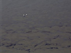 Birds fly along the surface of the North Saskatchewan River as oil seeps down river near Maidstone, Sask on Friday July 22, 2016.